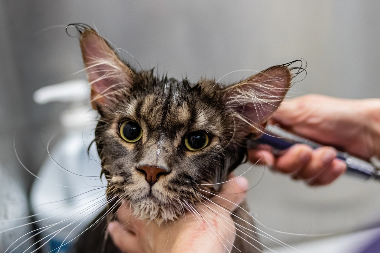 Nail Trimming  Services
