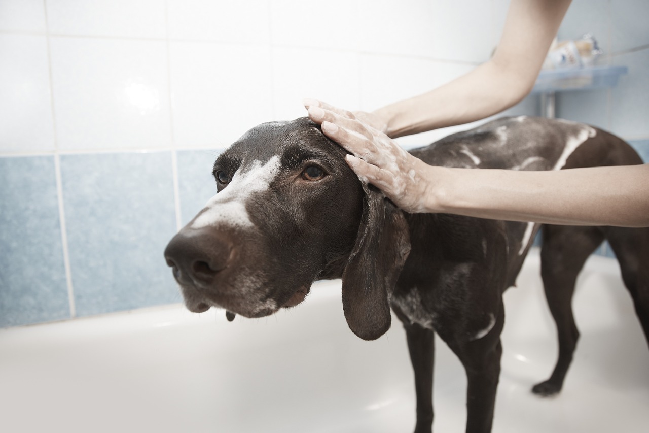Teeth Brushing Services
