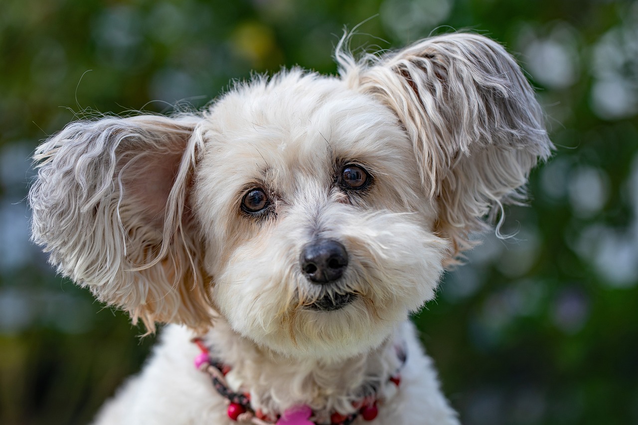 Pet Grooming  Services